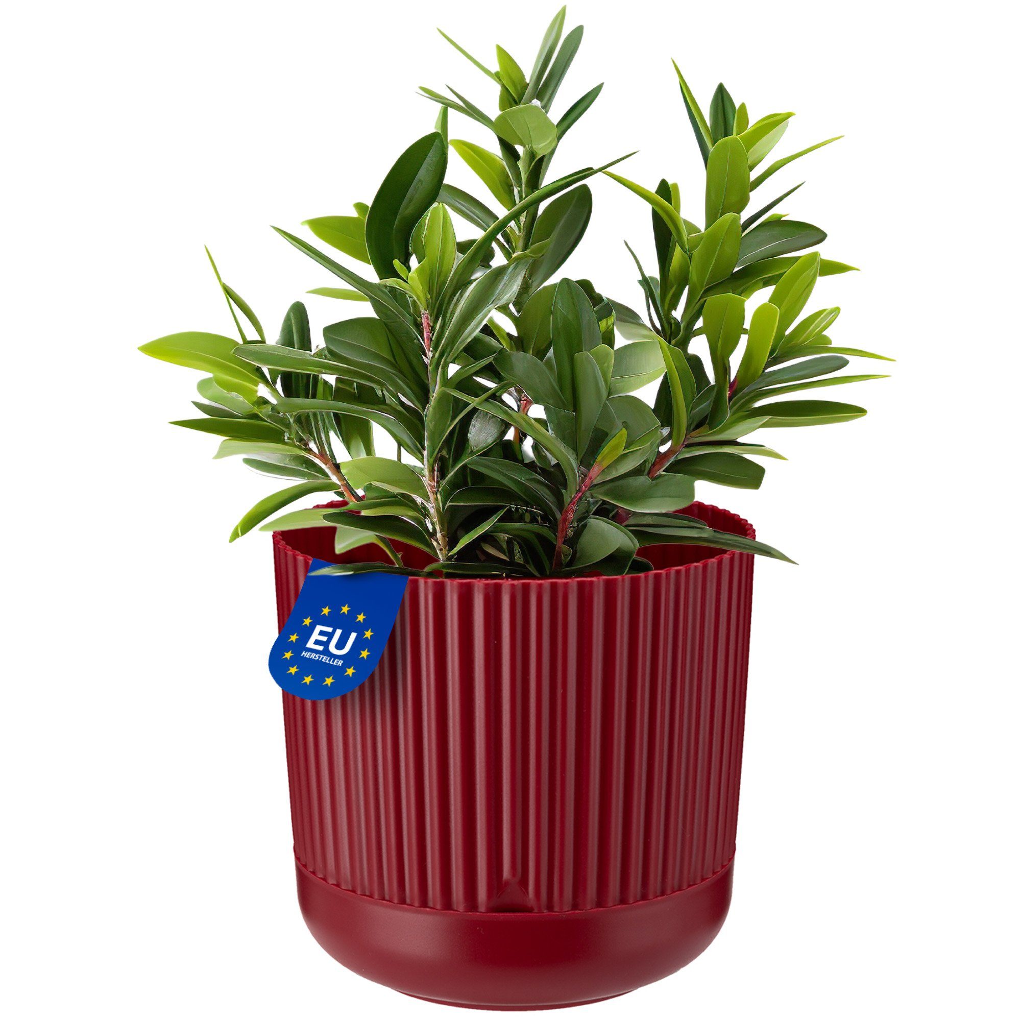 KONZEPT Blumentopf mit Untersetzer, 16 cm günstig online kaufen