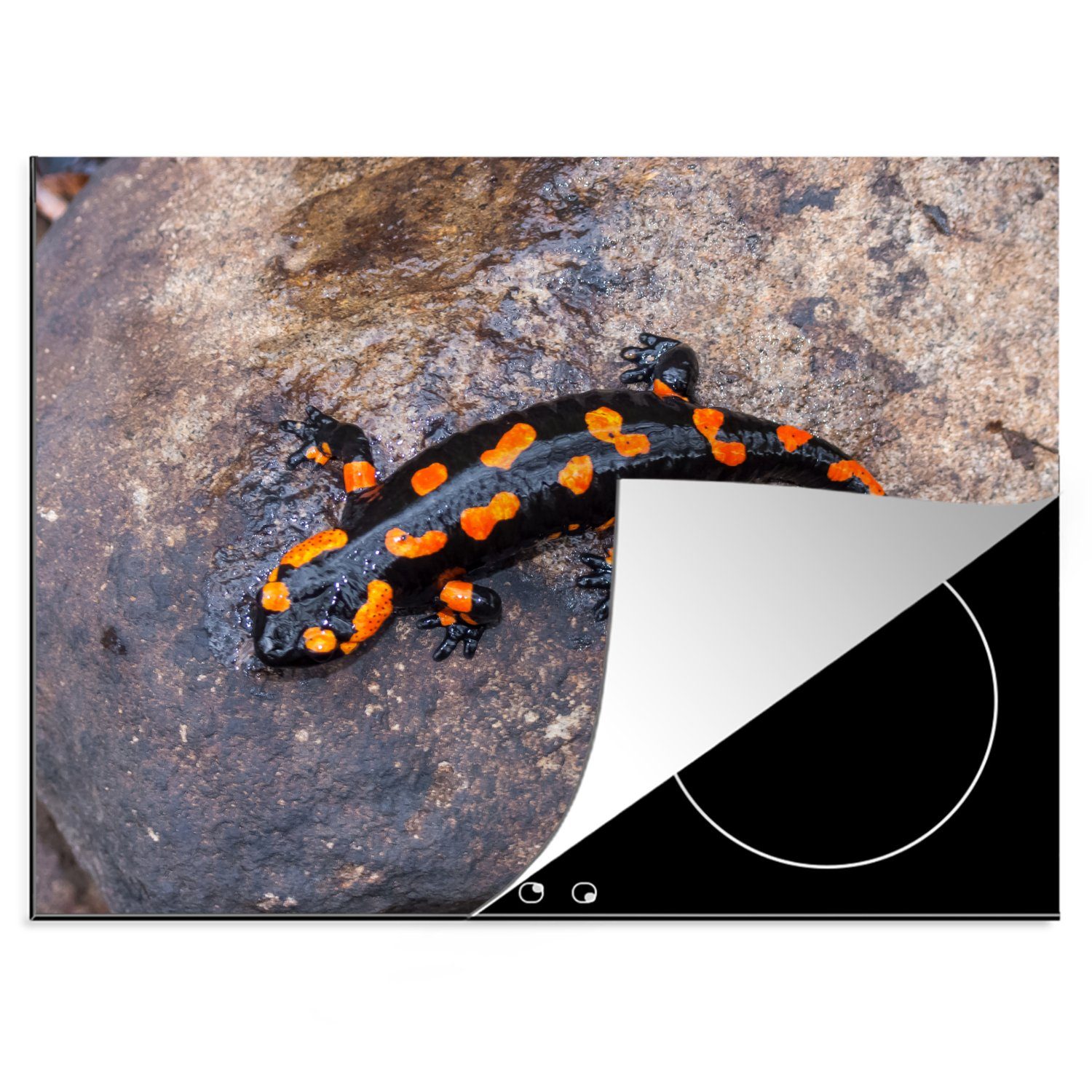 MuchoWow Herdblende-/Abdeckplatte Schwarz-orange Salamander auf Stein, Vinyl, (1 tlg), 70x52 cm, Mobile Arbeitsfläche nutzbar, Ceranfeldabdeckung | Herdabdeckplatten