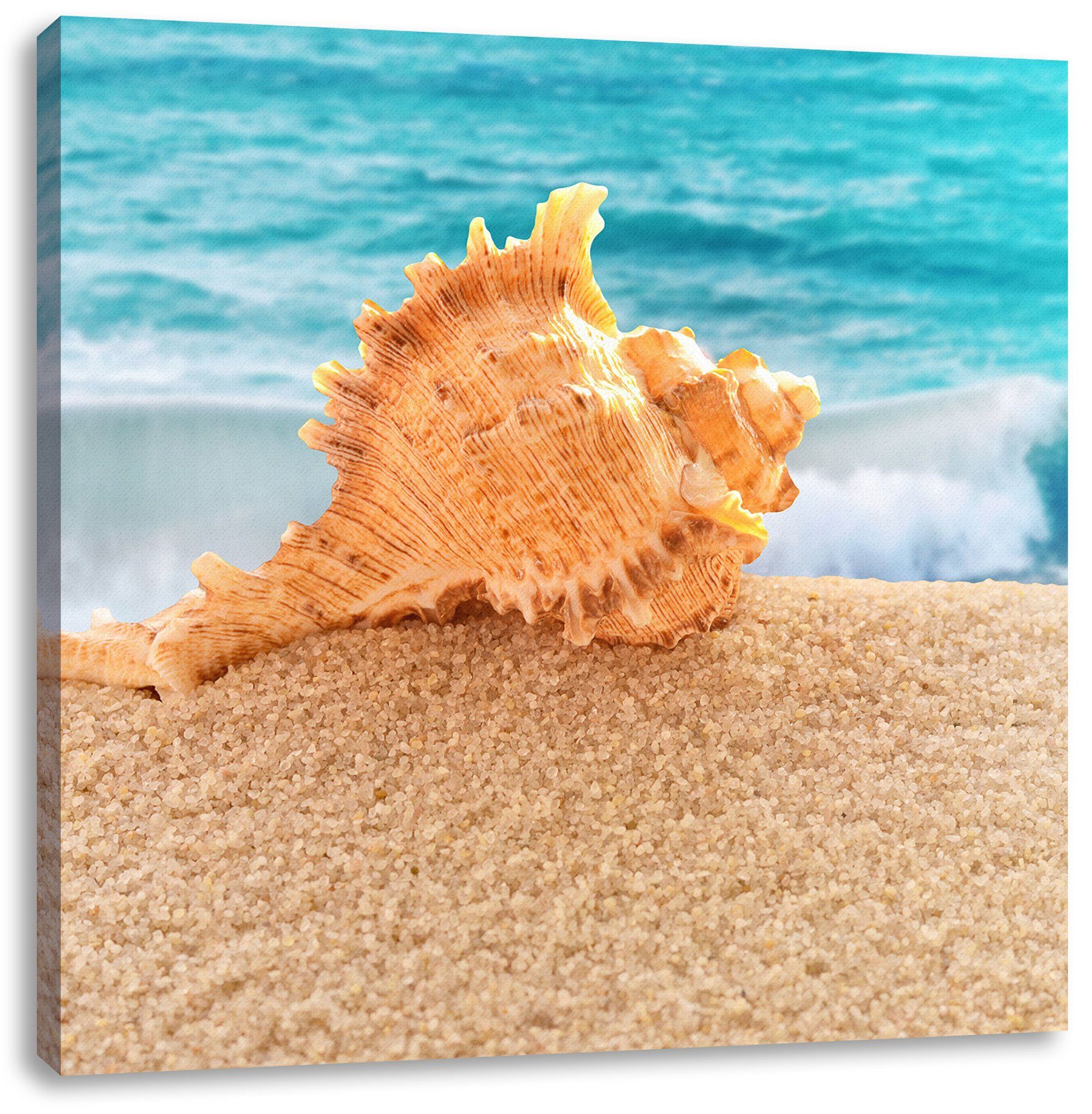 inkl. am Strand, am Strand bespannt, St), fertig Leinwandbild Muschel Leinwandbild Pixxprint Zackenaufhänger Muschel (1