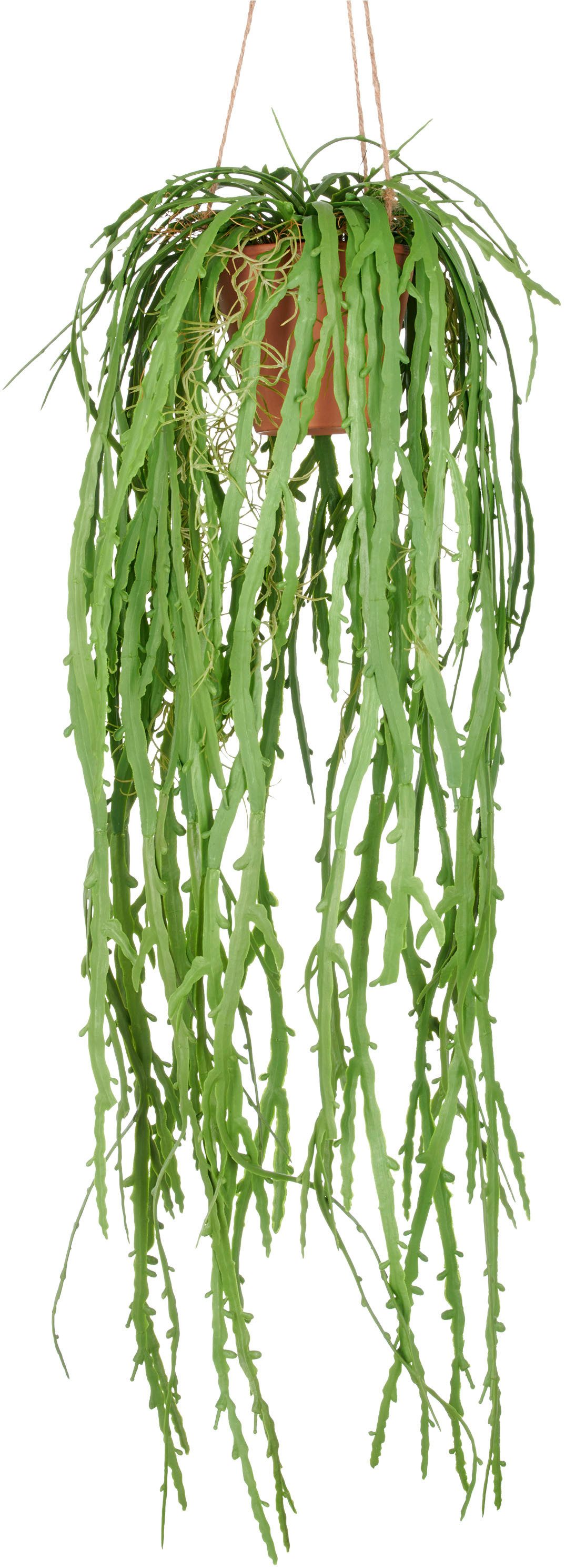 Kunstpflanze Hängende Rhipsalis crispata, Creativ green, Höhe 80 cm, mit za günstig online kaufen