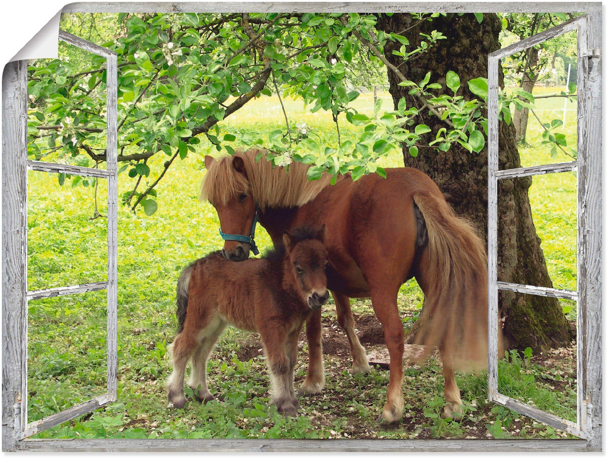 Artland Wandbild Fensterblick - Pony mit Kind, Haustiere (1 St), als Alubild, Leinwandbild, Wandaufkleber oder Poster in versch. Größen