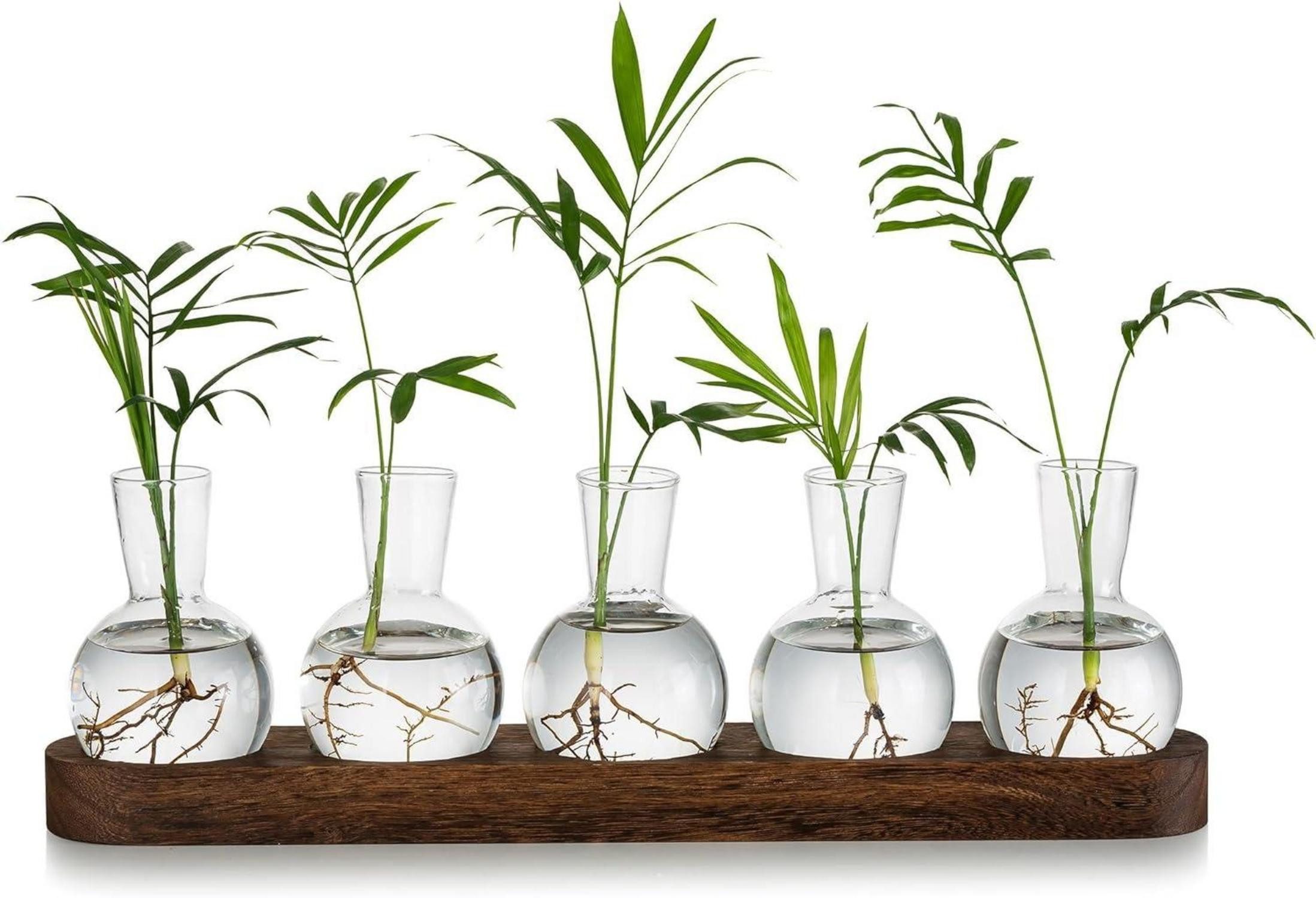 LuxusKollektion Glas Pflanzen Terrarium Glasvasen inkl. Holztablett Hydrokultur Deko Set