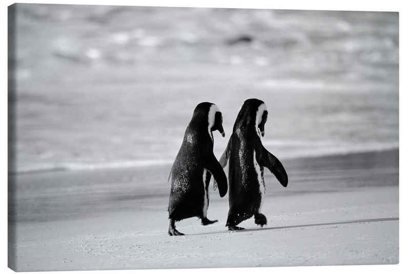 Posterlounge Leinwandbild Stuart Westmorland, Pinguine gehen Hand in Hand, Badezimmer Maritim Fotografie
