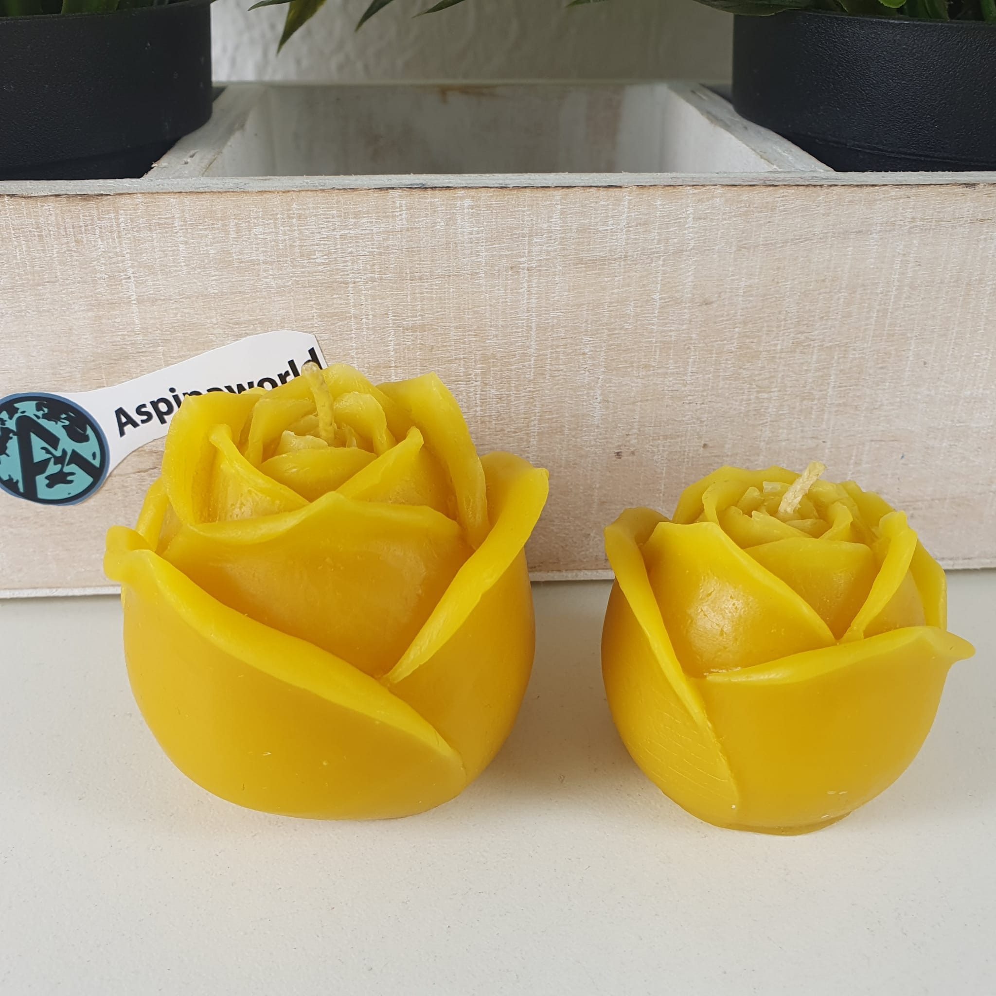 Aspinaworld Formkerze Rosen Kerzen 2er Set 5 cm – Kerzen aus Bienenwachs (2-tlg)