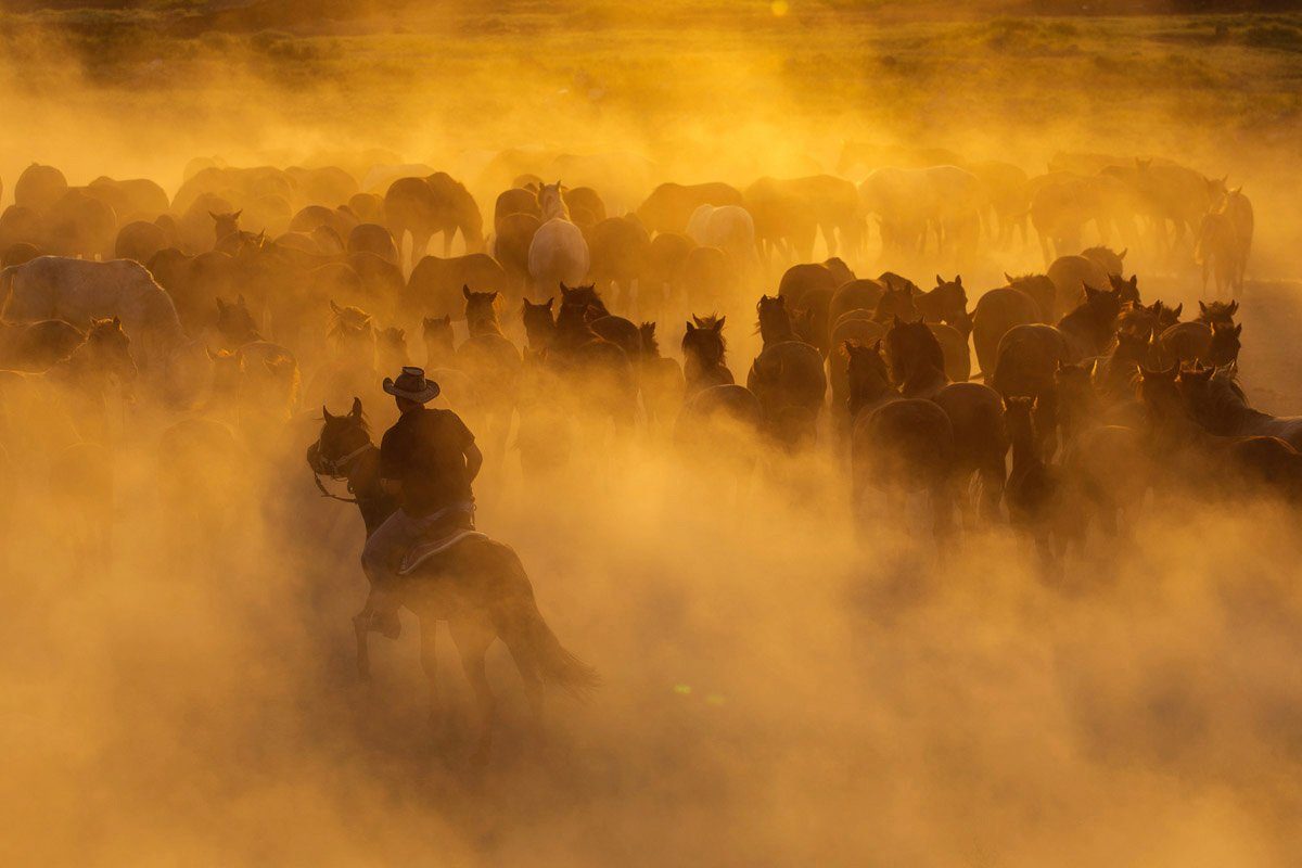 Papermoon Fototapete Cowboy mit Herde