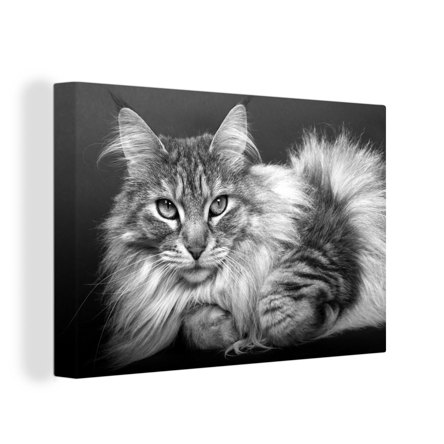 OneMillionCanvasses® Leinwandbild Eine schöne liegende Maine Coon Katze - schwarz und weiß, (1 St), Wandbild Leinwandbilder, Aufhängefertig, Wanddeko, 30x20 cm