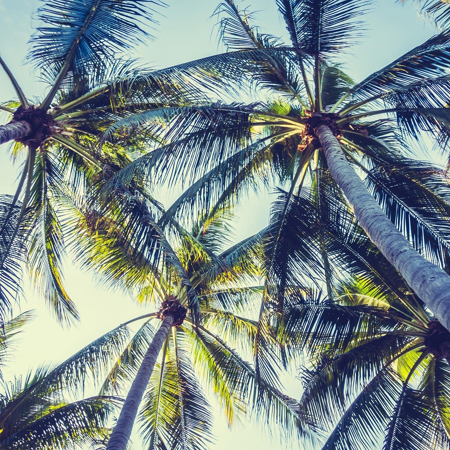 queence Leinwandbild Miami, Himmel, Palmen, Sonnenaufgang, Premium-Leinwandstoff, Handarbeit aus Deutschland, 50x50cm