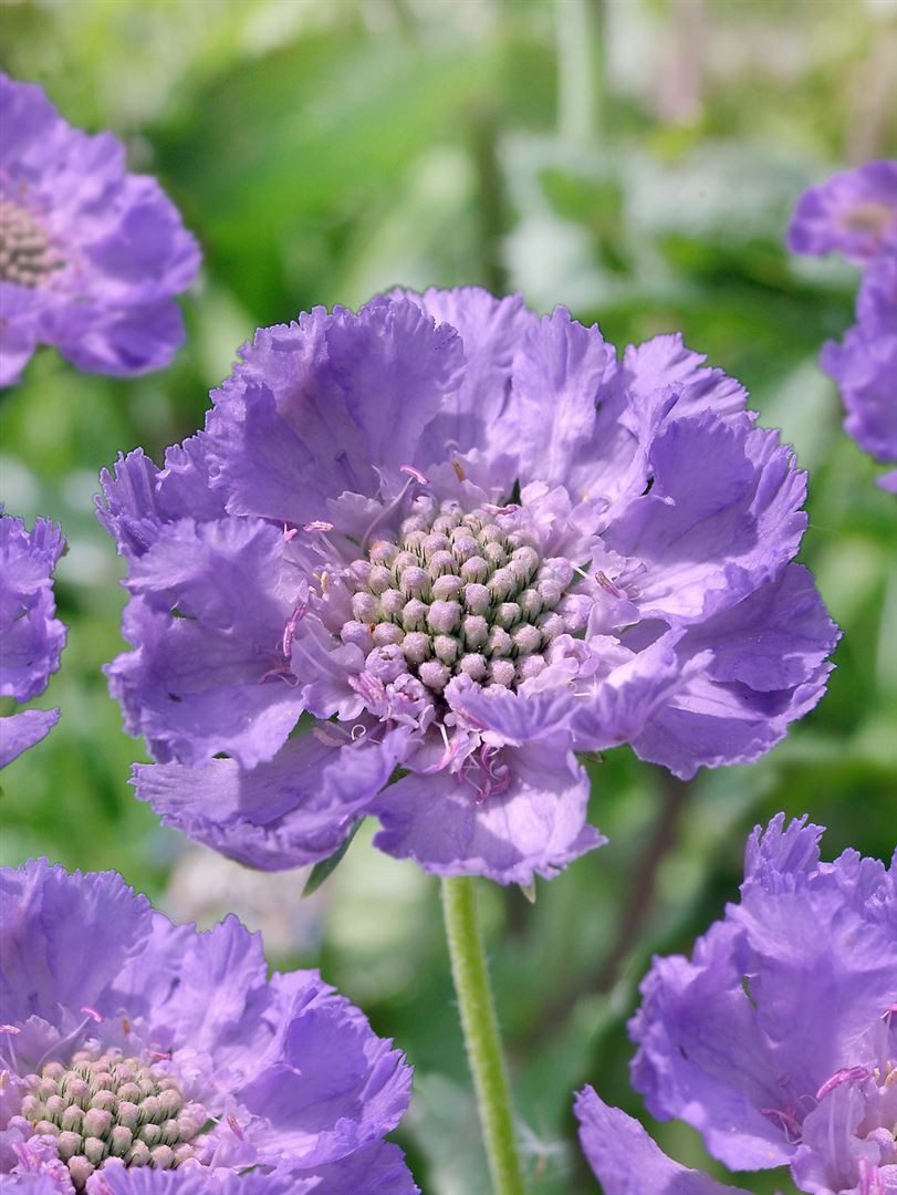 Pflanzen für Dich Staude Scabiosa cauc. Clive Greaves, 1 St., Kaukasische Skabiose, Skabiose