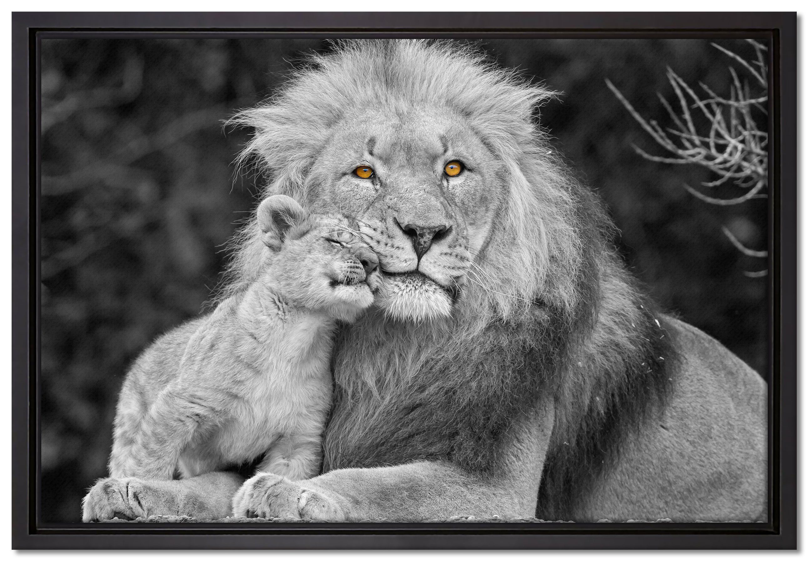 Pixxprint Leinwandbild schöner Löwe mit Jungtier, Wanddekoration (1 St), Leinwandbild fertig bespannt, in einem Schattenfugen-Bilderrahmen gefasst, inkl. Zackenaufhänger