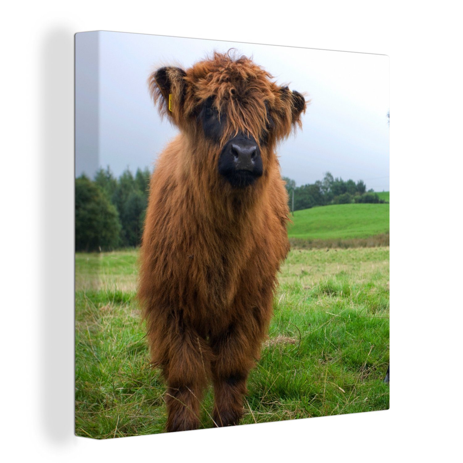 OneMillionCanvasses® Leinwandbild Schottische Highlander - Kühe - Natur - Grün - Gras, (1 St), Leinwand Bilder für Wohnzimmer Schlafzimmer bunt