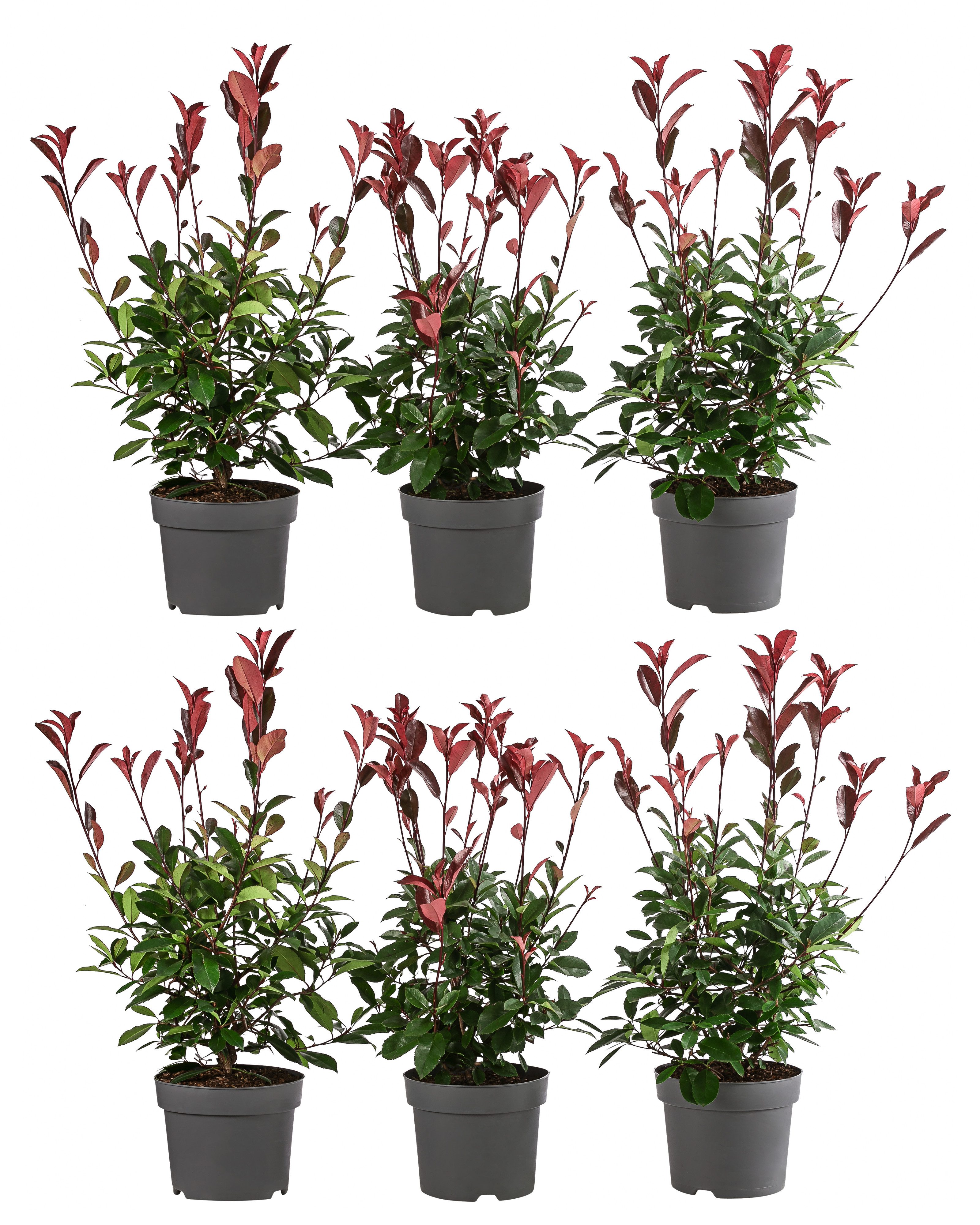 Dehner Hecken Hecke Purpur-Glanzmispel Red Robin, 2 m, 6 x 5 l, Photinia fraseri, immergrüne Gartenpflanze mit dunkelrotem Austrieb