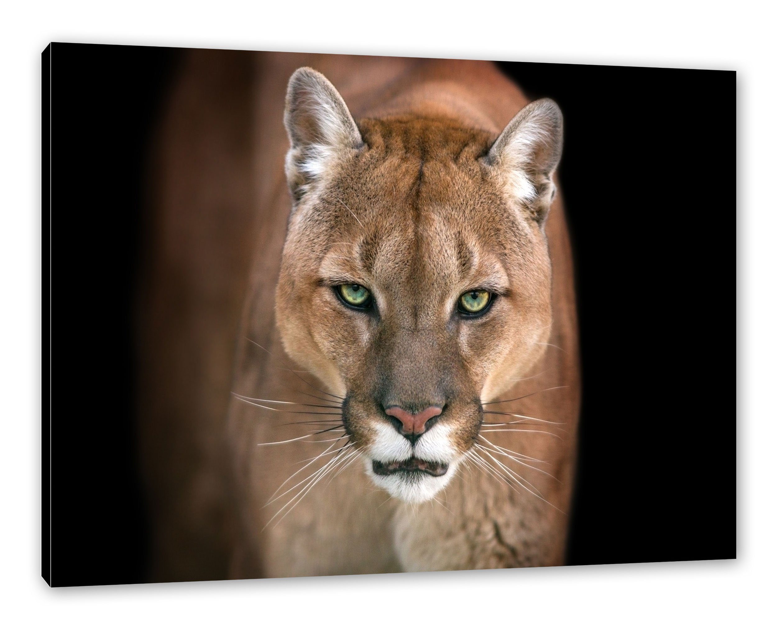 Pixxprint Leinwandbild Bedrohlicher Puma Zackenaufhänger Nahaufnahme, inkl. fertig Puma Nahaufnahme Bedrohlicher (1 Leinwandbild St), bespannt
