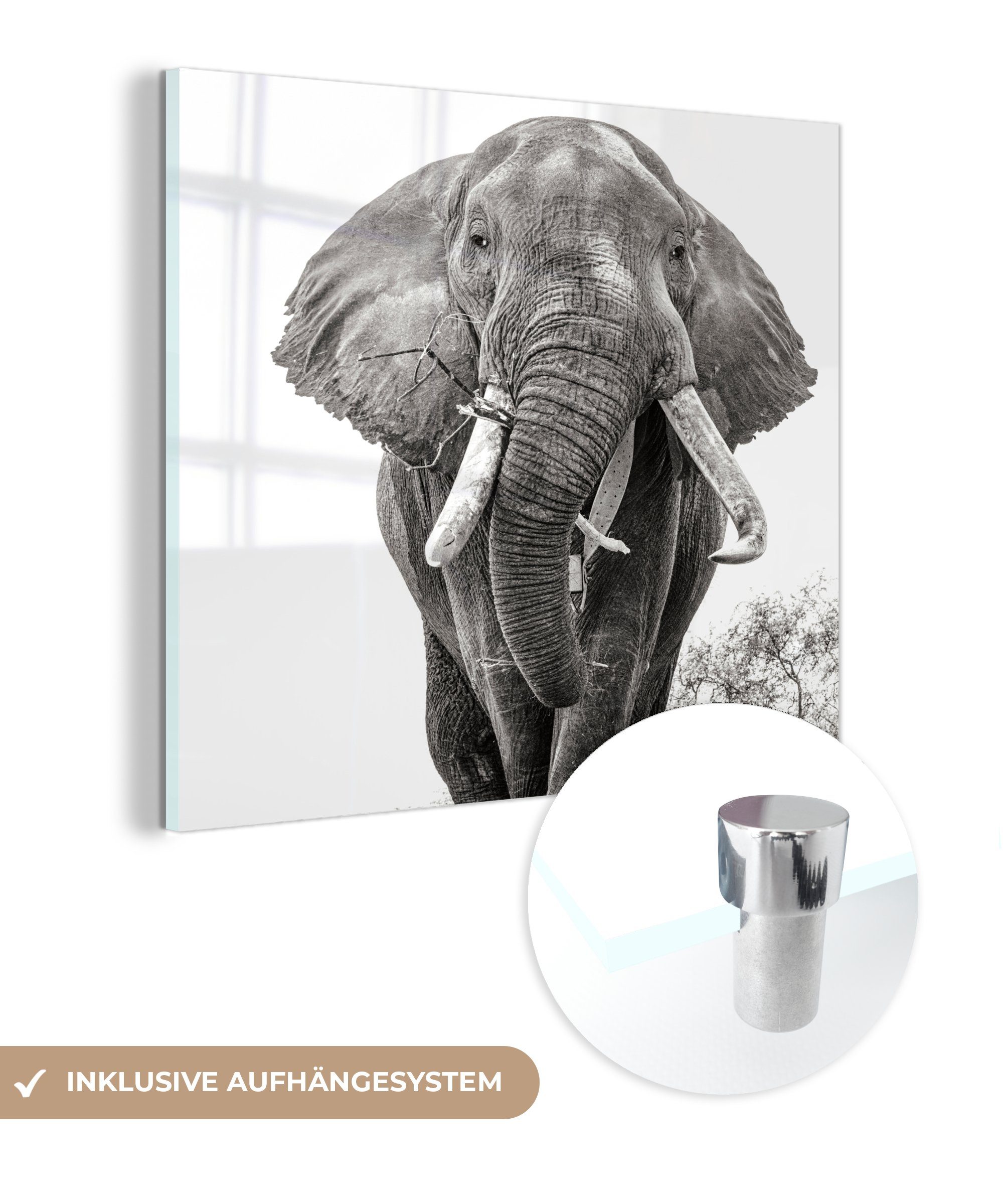 Glas St), (1 Acrylglasbild Wanddekoration MuchoWow Elefant und - Wandbild Bilder - Foto Porträt - - Schwarz Tiere auf - weiß, Glasbilder - auf Glas