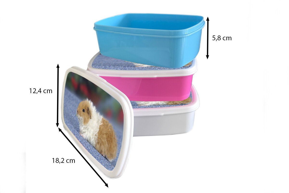 Brotdose, Kinder und Lunchbox Brotbox Jungs und (2-tlg), MuchoWow Mädchen Texel-Meerschweinchen, für Kunststoff, für Erwachsene, weiß