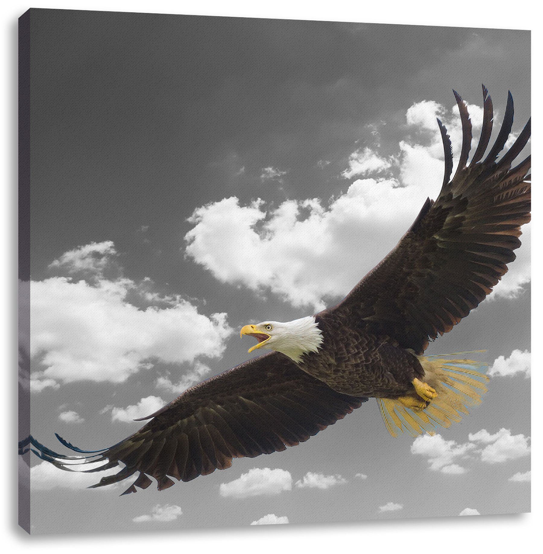 Pixxprint Leinwandbild Weißkopfseeadler beim Leinwandbild bespannt, (1 inkl. St), Zackenaufhänger fliegen, beim fliegen fertig Weißkopfseeadler