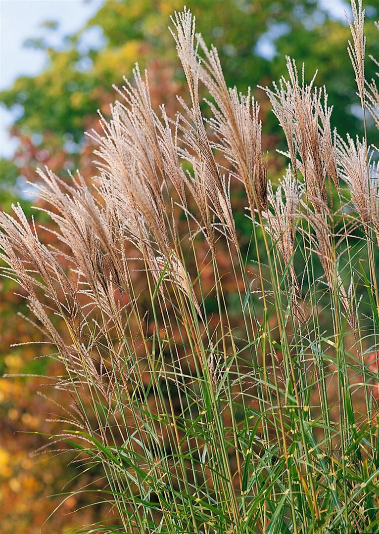 Pflanzen für Dich Gräser Miscanthus sinensis Pünktchen, 1 St., Chinaschilf, Zebraschilf, Stachelschweingras, gelbgrün, kompaktwüchsig