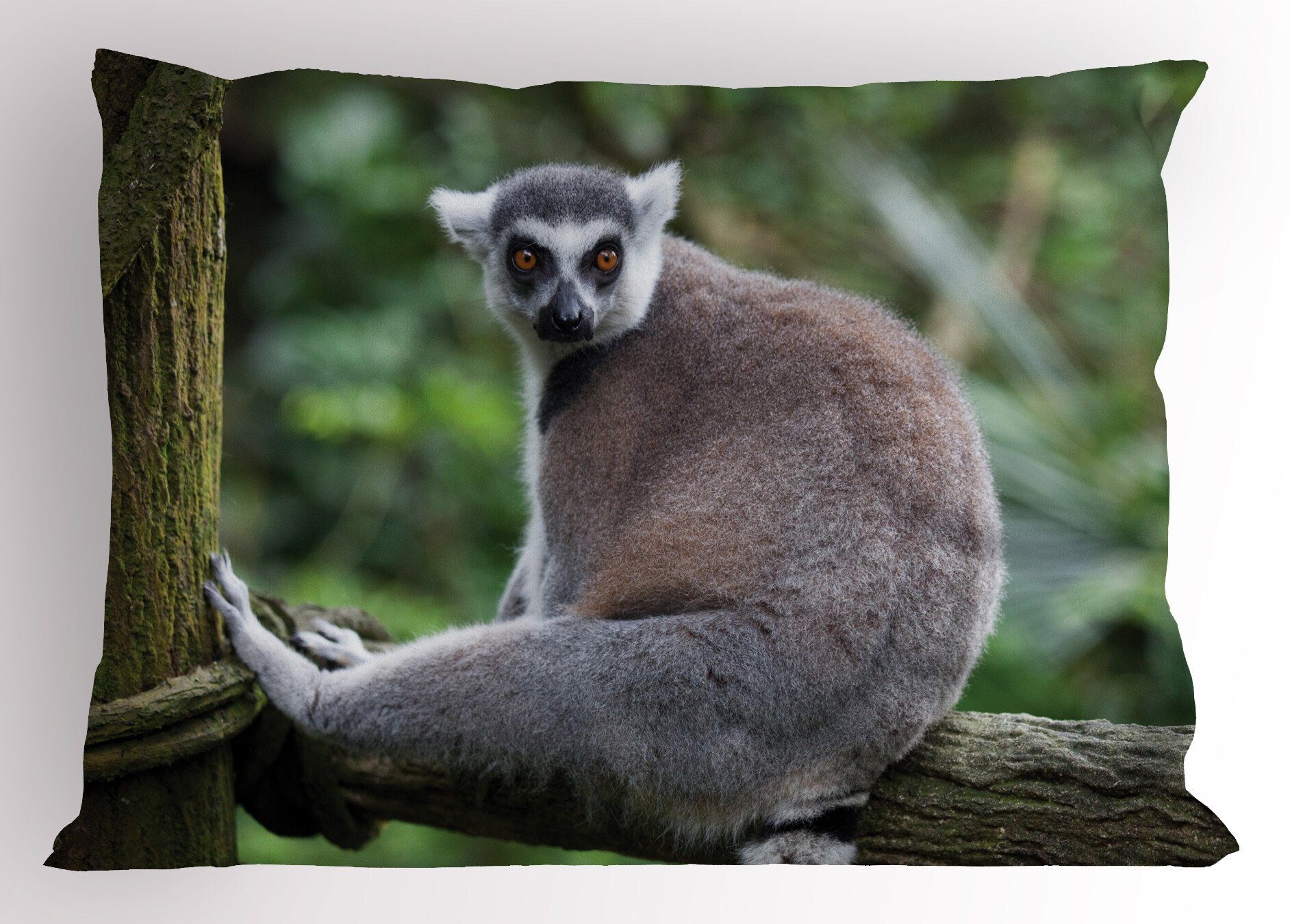 Kissenbezüge Dekorativer Standard King Size Gedruckter Kissenbezug, Abakuhaus (1 Stück), Lemur Foto von Madagaskar Säugetiere | Kissenbezüge
