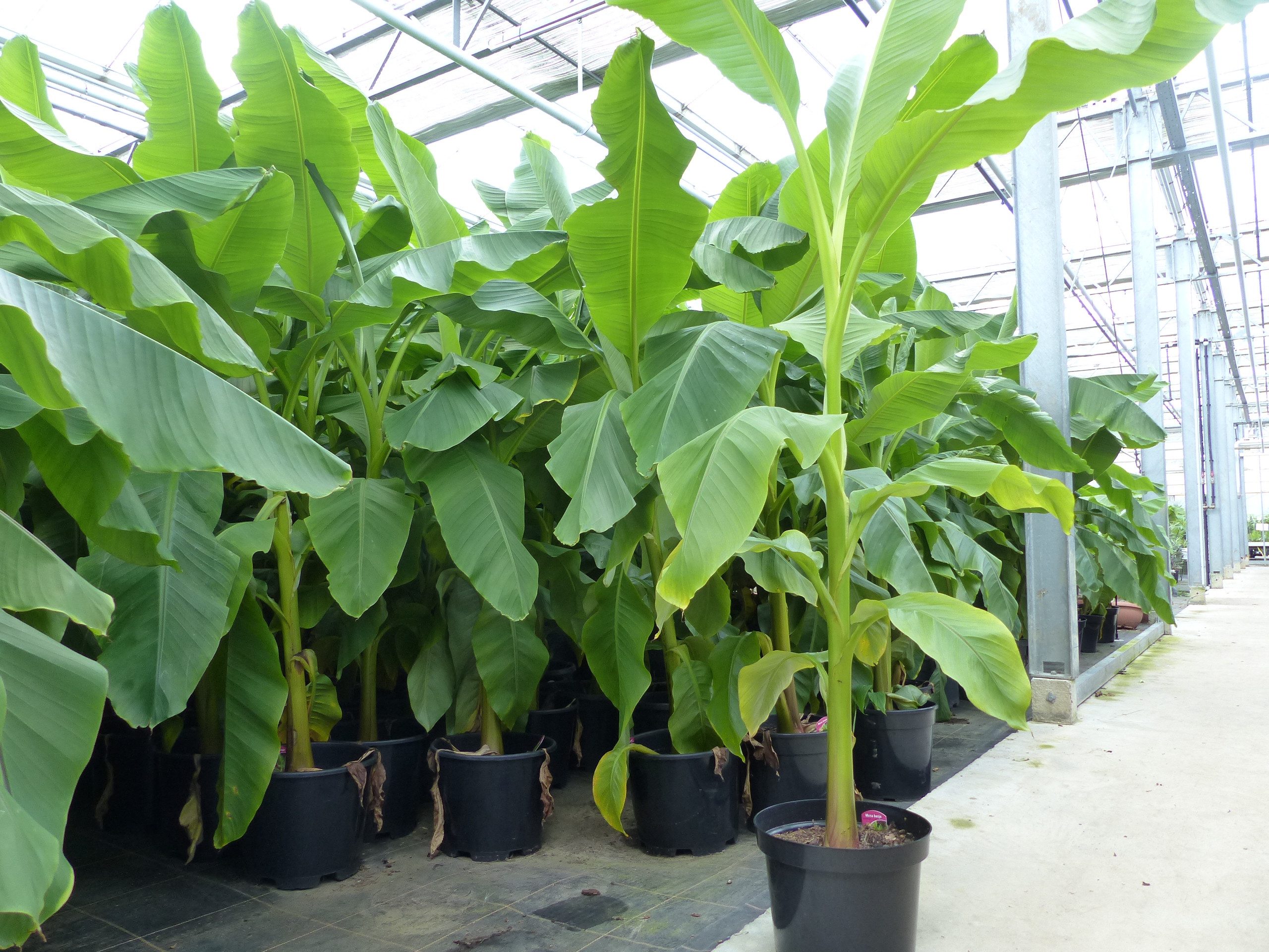 gruenwaren jakubik Bananenbaum