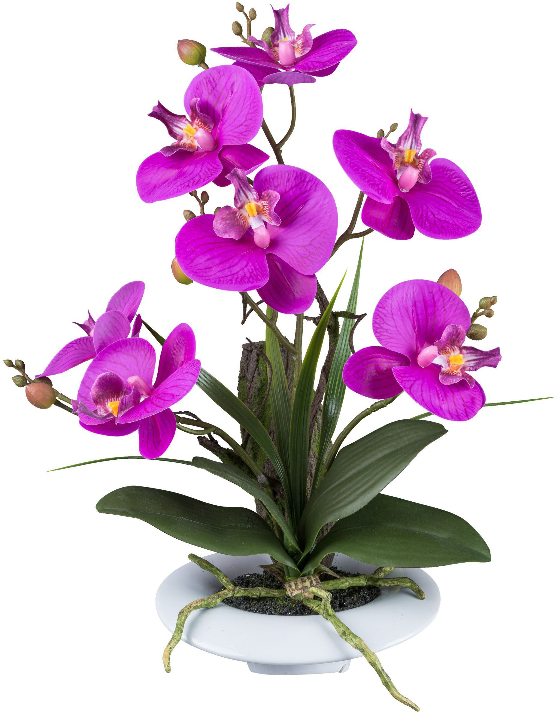 Kunstorchidee Orchidee Phalaenopsis, Creativ green, Höhe günstig online kaufen