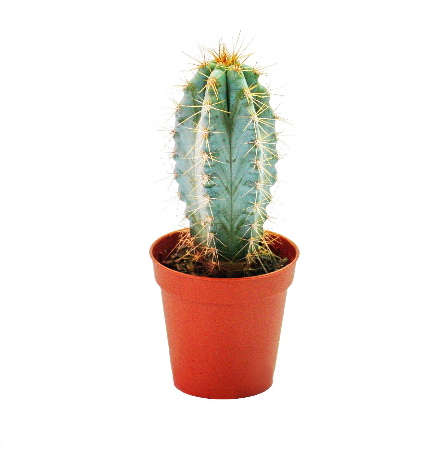 Kaktus Pilosocereus azureus - mittelgrosse Pflanze im 8,5cm Topf