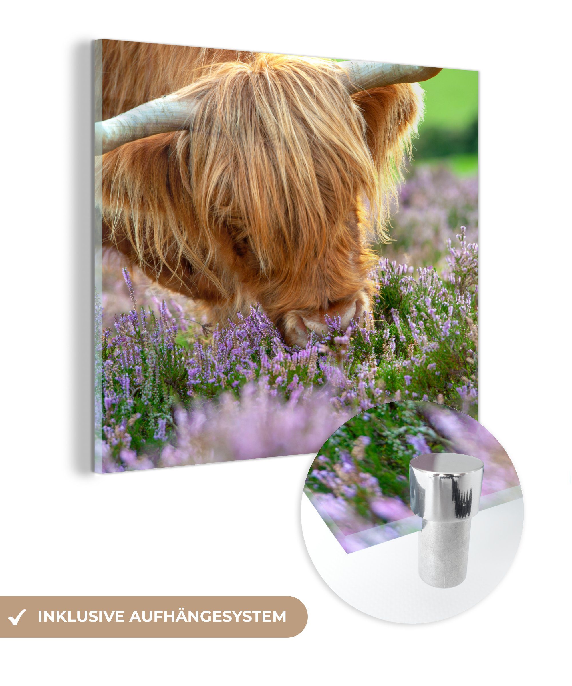 MuchoWow Acrylglasbild Schottische Highlander - Bild für & Tiere, - St), Heidekraut Wohnzimmer auf Glas - Dekorative (1 Gras Küche