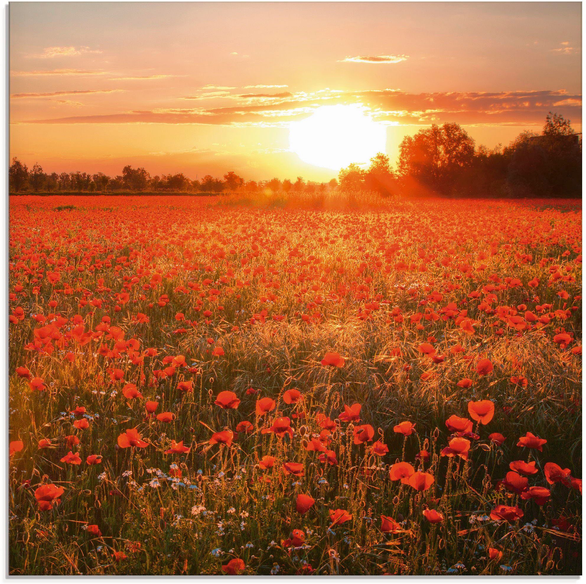 Wallario Leinwandbild 50 x 50 cm Mohnblumenwiese Sonnenuntergang Abend Mohn Feld 
