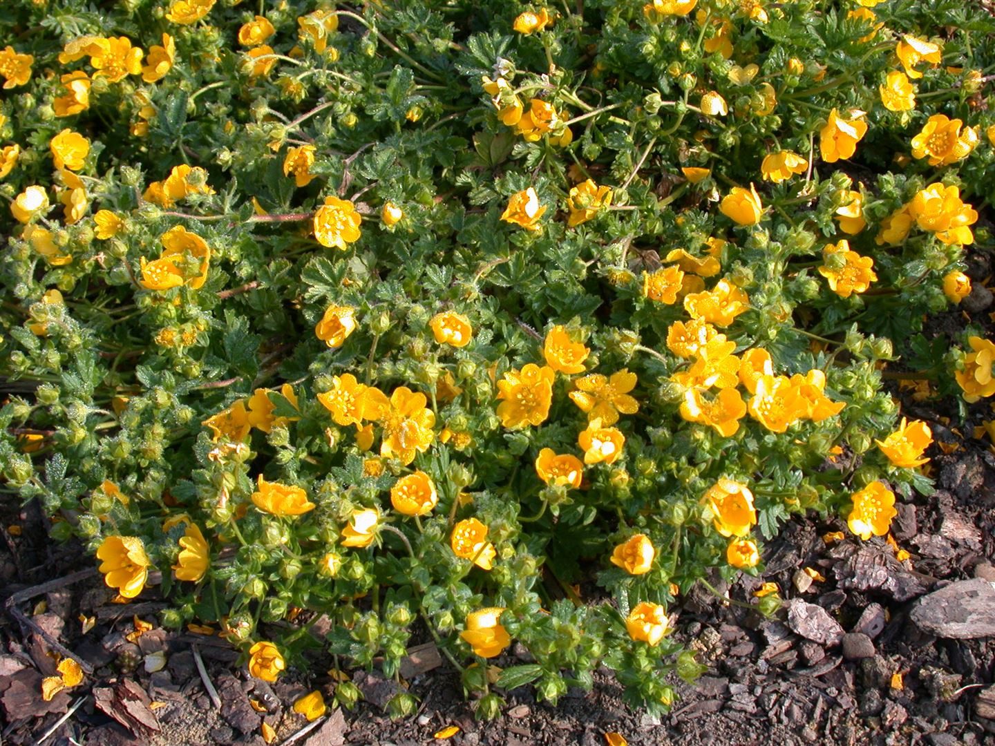 Pflanzen für Dich Bodendecker Potentilla neumanniana, 1 St., Frühlings-Fingerkraut, Neumanns Fingerkraut, gelbblühend, bodendecker