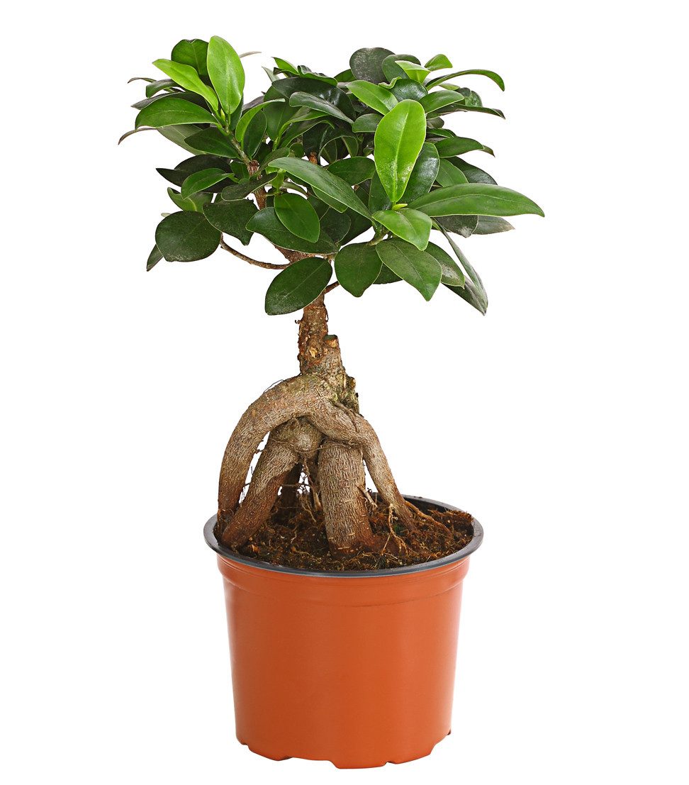Dehner Zimmerpflanze Chinesische Feige Ginseng, Ficus microcarpa, Bonsai, Zimmerpflanze mit oberirdischen, dickfleischigen Luftwurzeln
