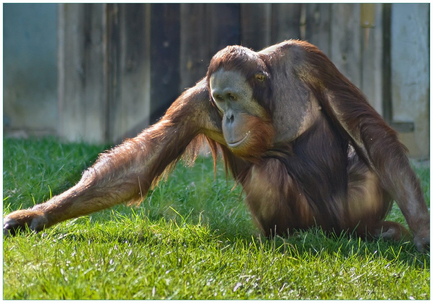 Vliestapete Sitzender Orang-Utan im Gras
