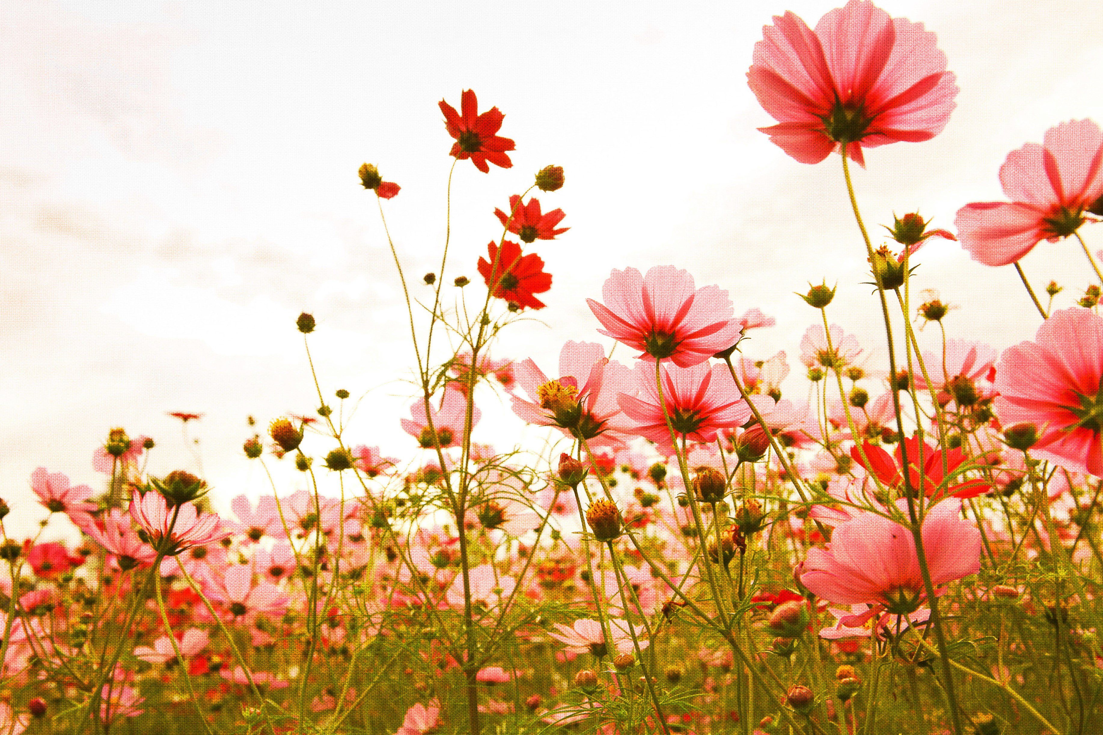 Création Blumenwiese Mohnblume Meadow, rot, Flower Leinwandbild Keilrahmen Blumen A.S. grün, (1 weiß St),