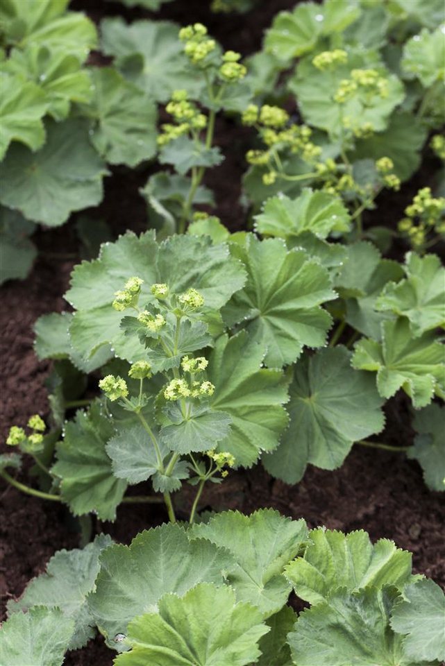Pflanzen für Dich Staude Alchemilla mollis, 1 St., Frauenmantel, Weicher Frauenmantel