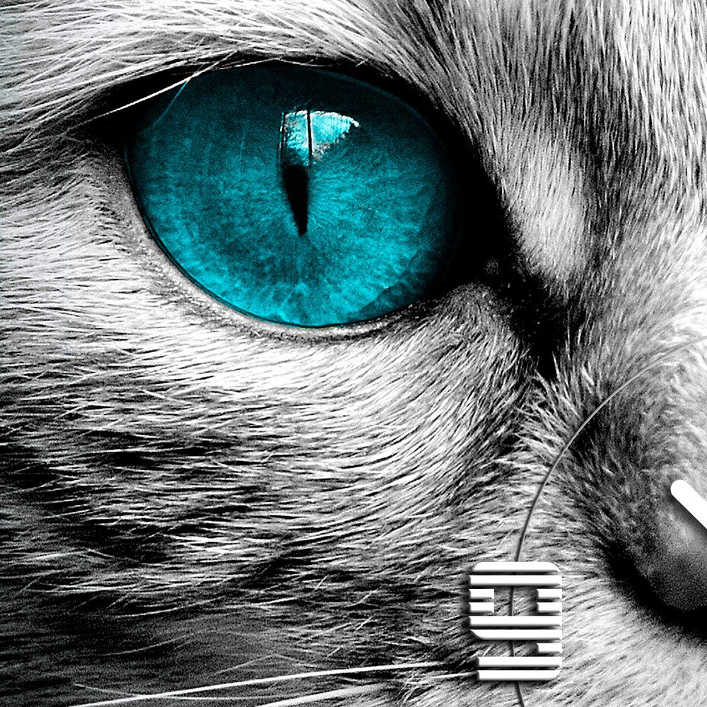 dixtime Wanduhr 3D-Optik cm XXL Uhrwerk 3D Augen (Einzigartige aus blaue Katze 4mm Optik Dixtime leises Wanduhr Alu-Dibond) 50x50