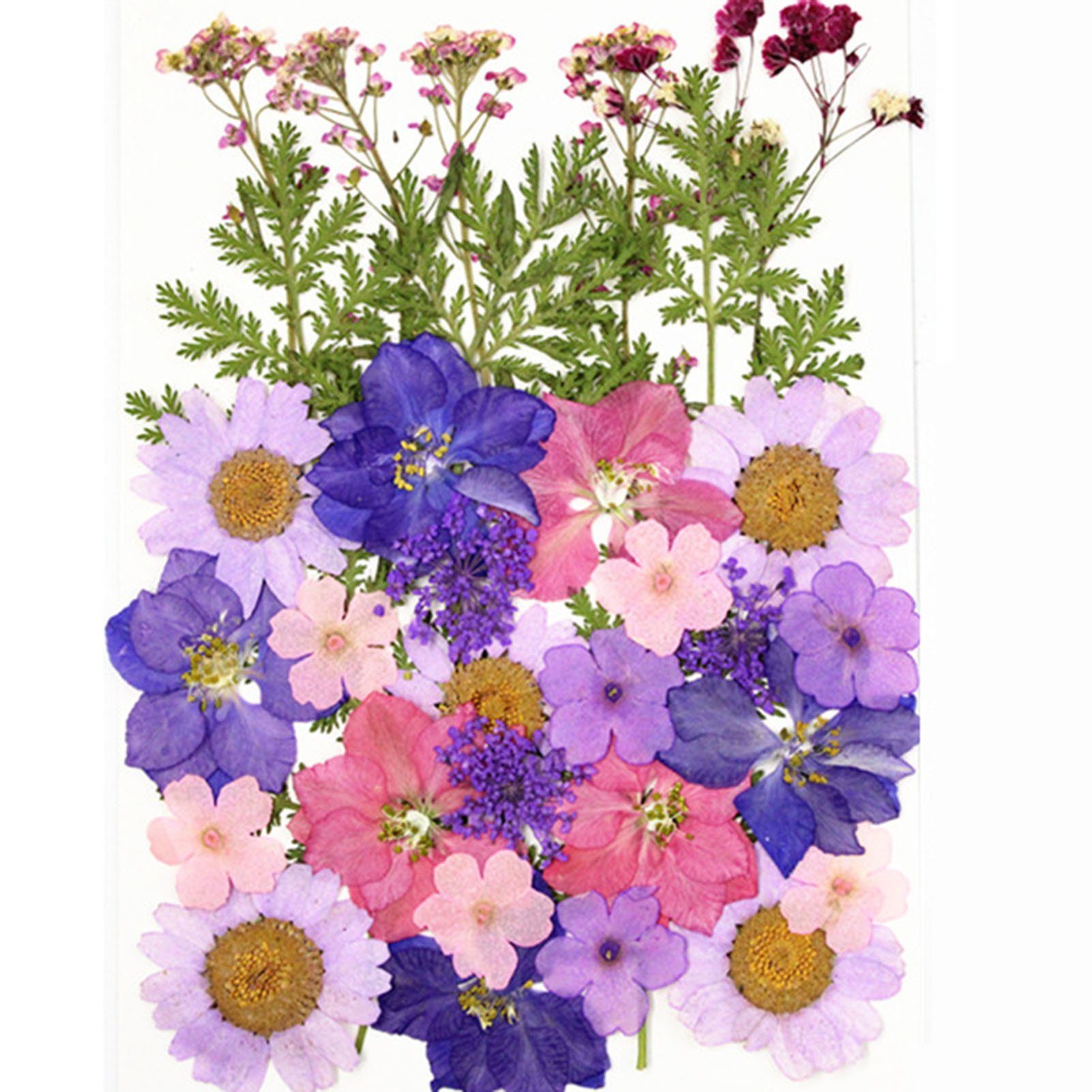 Trockenblume DIY Trockenblumen-Material-Set, Modische gardenfulN Pflanzen, Trockenblume Gepresste Blusmart, Blumen