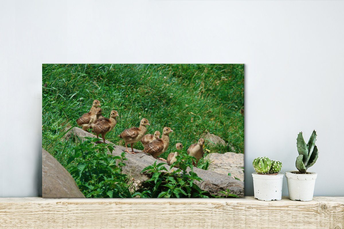 cm OneMillionCanvasses® Vögel - (1 Aufhängefertig, Gras, Leinwandbild Leinwandbilder, 30x20 Pfau - St), Wandbild Wanddeko,