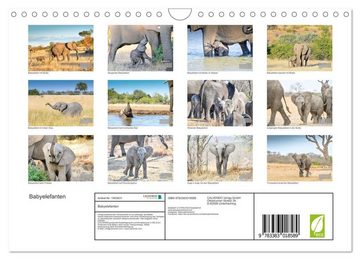 CALVENDO Wandkalender Babyelefanten (Wandkalender 2024 DIN A4 quer), CALVENDO Monatskalender