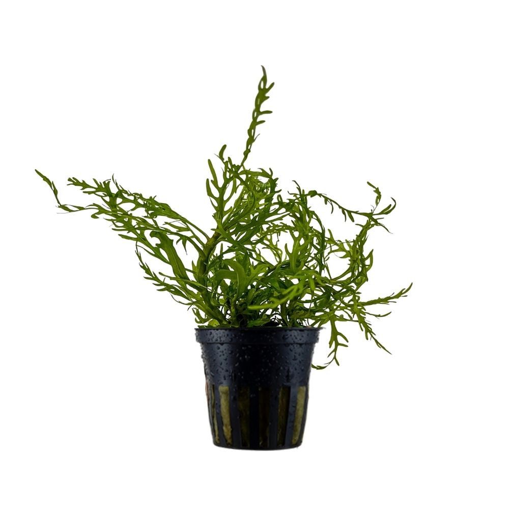 Aquaone Wasserpflanze Aquarium Pflanze Hygrophila Odora 'Difformis' Wasserpflanzen Nr.051D von Aquaone