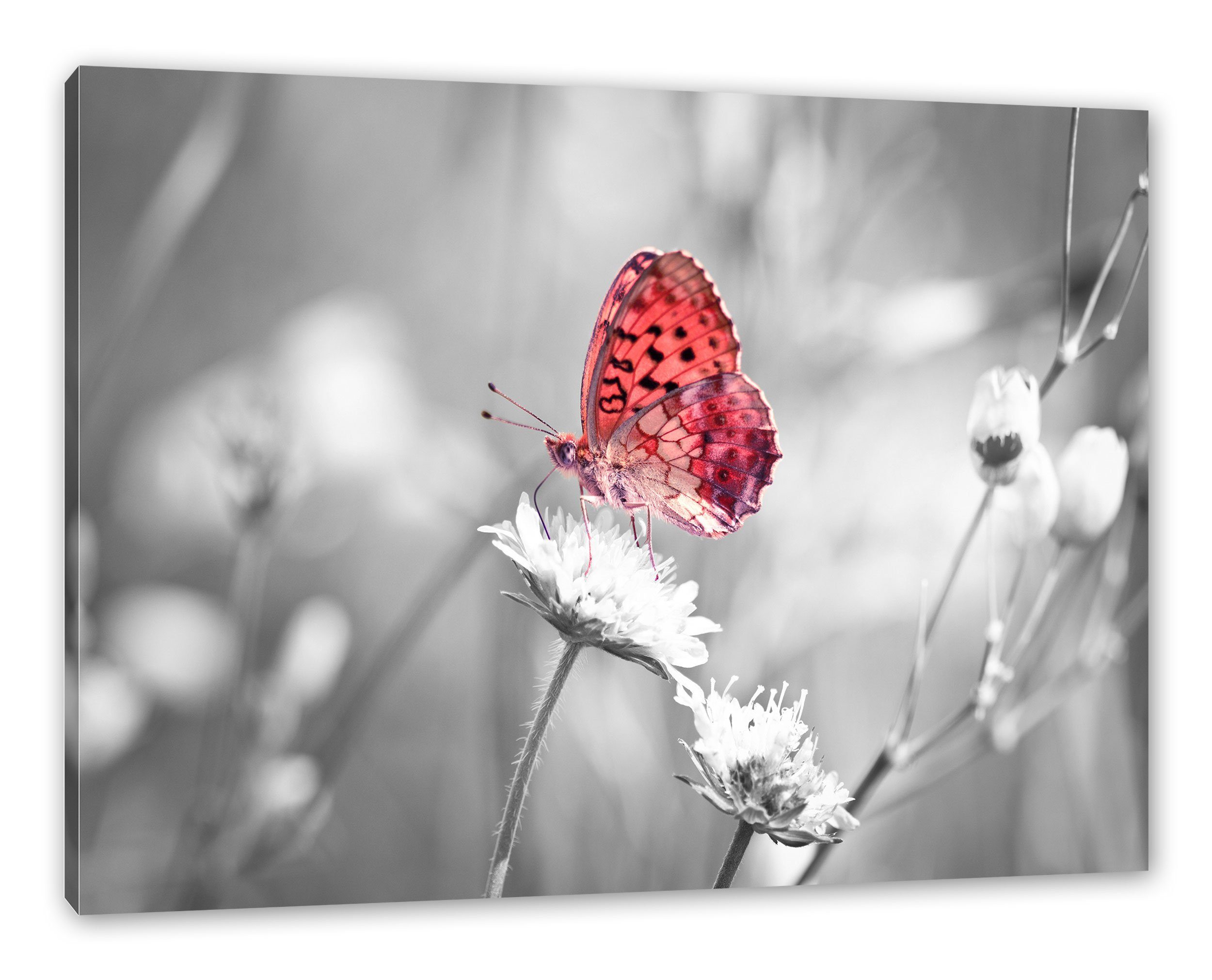 Pixxprint Leinwandbild Schmetterling auf Blüte, Schmetterling auf Blüte (1 St), Leinwandbild fertig bespannt, inkl. Zackenaufhänger