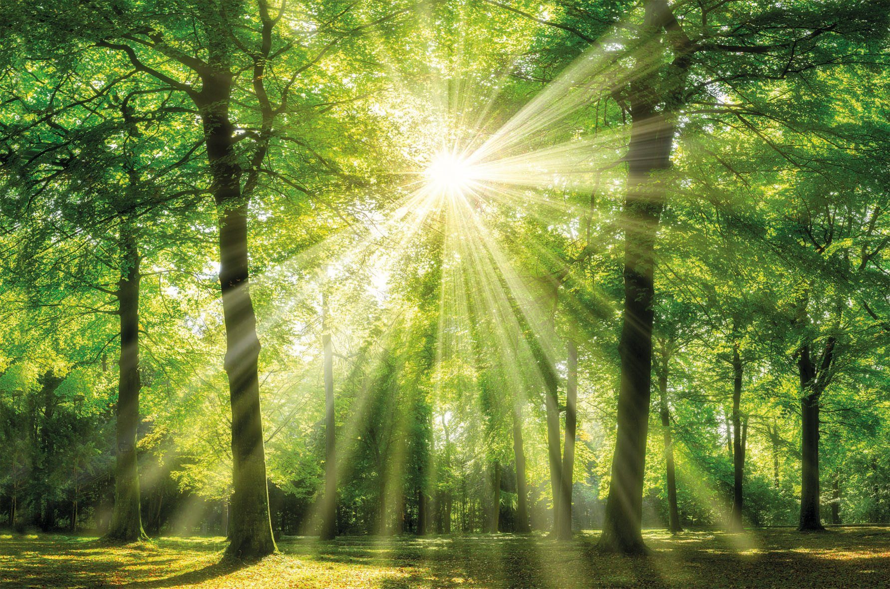 Bönninghoff Leinwandbild Sonnenstrahl, (1 St) günstig online kaufen