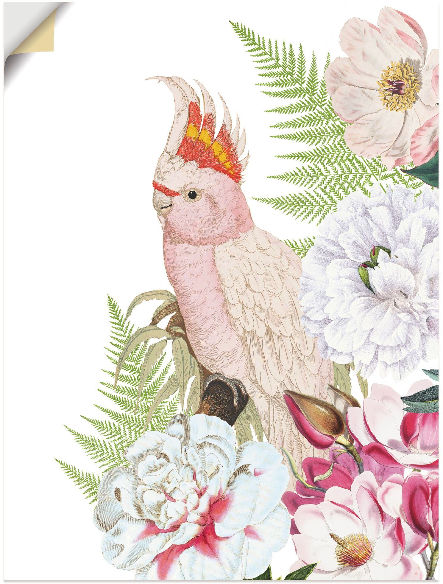 Artland Wandbild Vintage Wandaufkleber Größen Leinwandbild, Papagei in als Alubild, St), (1 versch. Poster II, oder Vogelbilder
