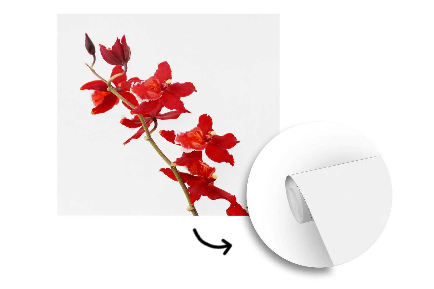 Hintergrund, Fototapete bedruckt, MuchoWow vor Tapete Rote Schlafzimmer, St), weißen Matt, Orchideen für Wandtapete (5 Wohnzimmer einem Vinyl oder