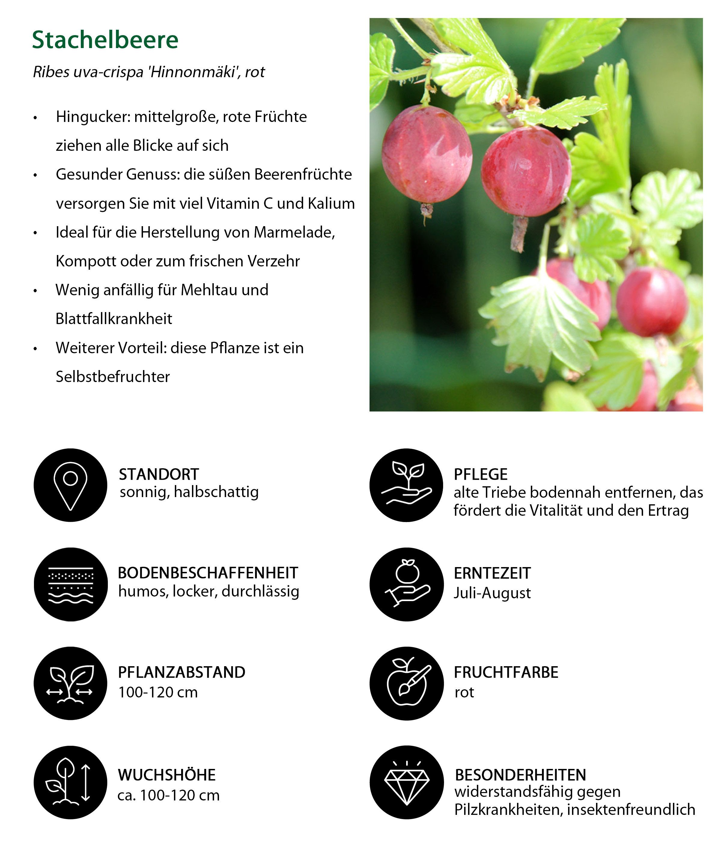 Dehner Obstpflanze Stachelbeere Hinnonmäki Busch, Ribes uva-crispa, rote Früchte, mehrjähriger Beerenstrauch, insektenfreundlich