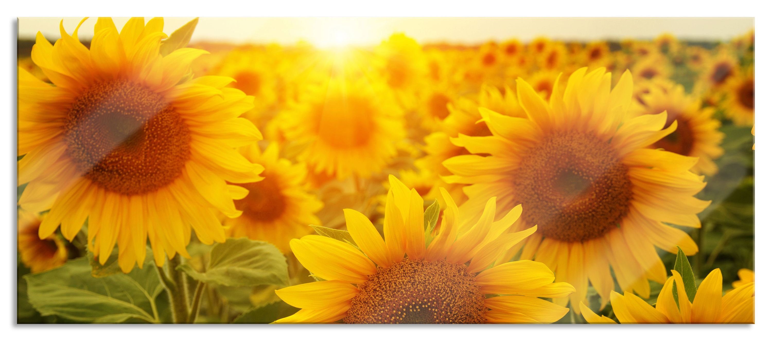 Pixxprint Glasbild Sonnenblumen auf dem Feld, aus Echtglas, St), Aufhängungen Abstandshalter Glasbild dem (1 Sonnenblumen inkl. auf und Feld