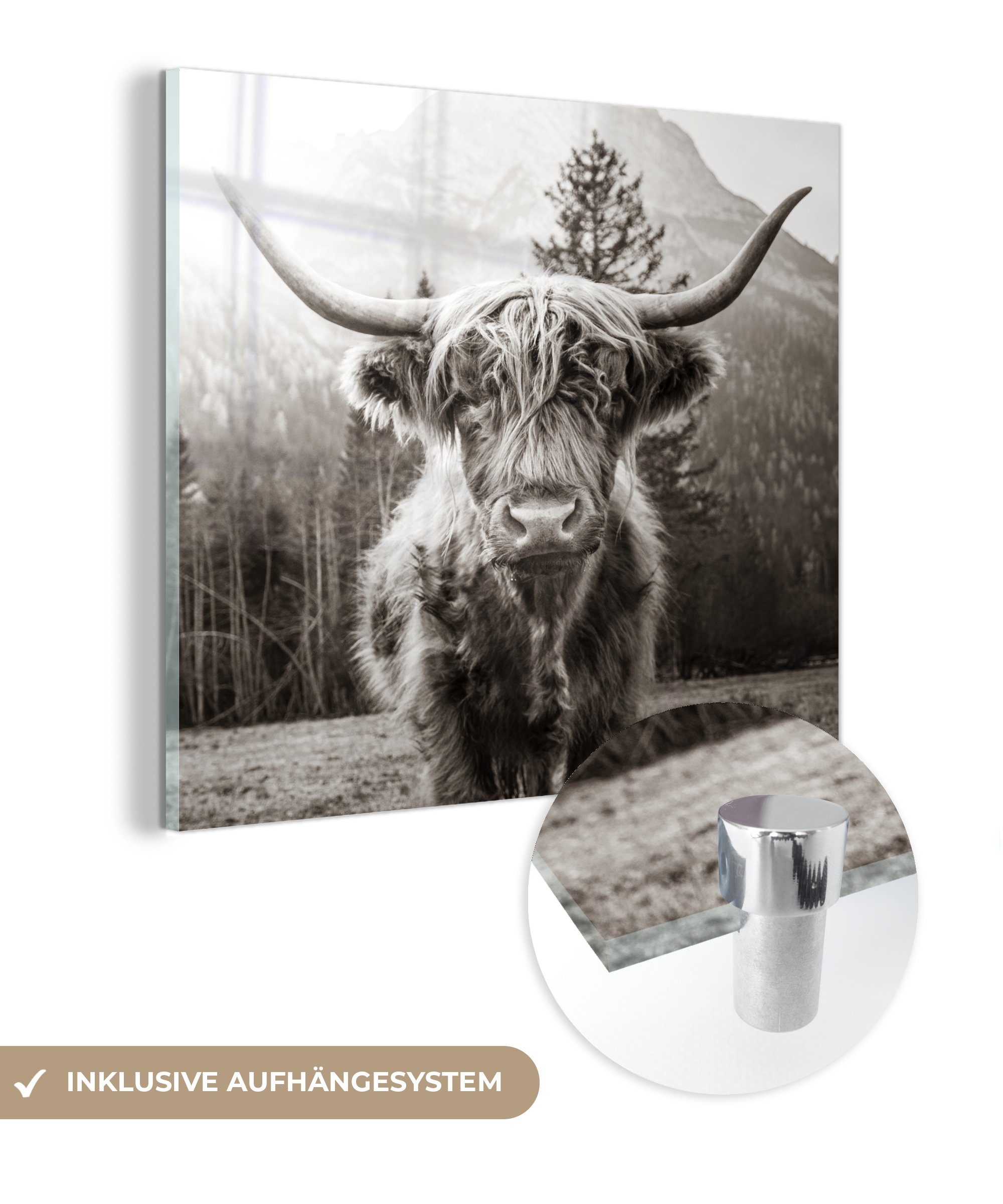 MuchoWow Acrylglasbild - Highlander - Weiß, Schottischer Wanddekoration - Schwarz Foto - Bilder auf Tiere Glas - - Glas auf Wandbild Glasbilder St), (1