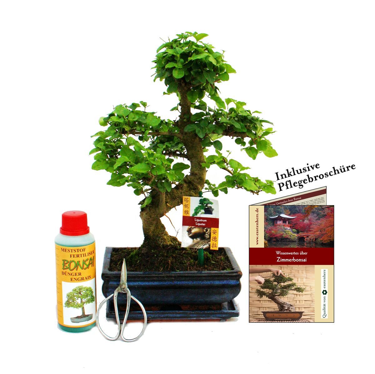 Exotenherz Zimmerpflanze Geschenkset Bonsai Chinesischer Liguster ca. 8 Jahre alt Anfänger-Set
