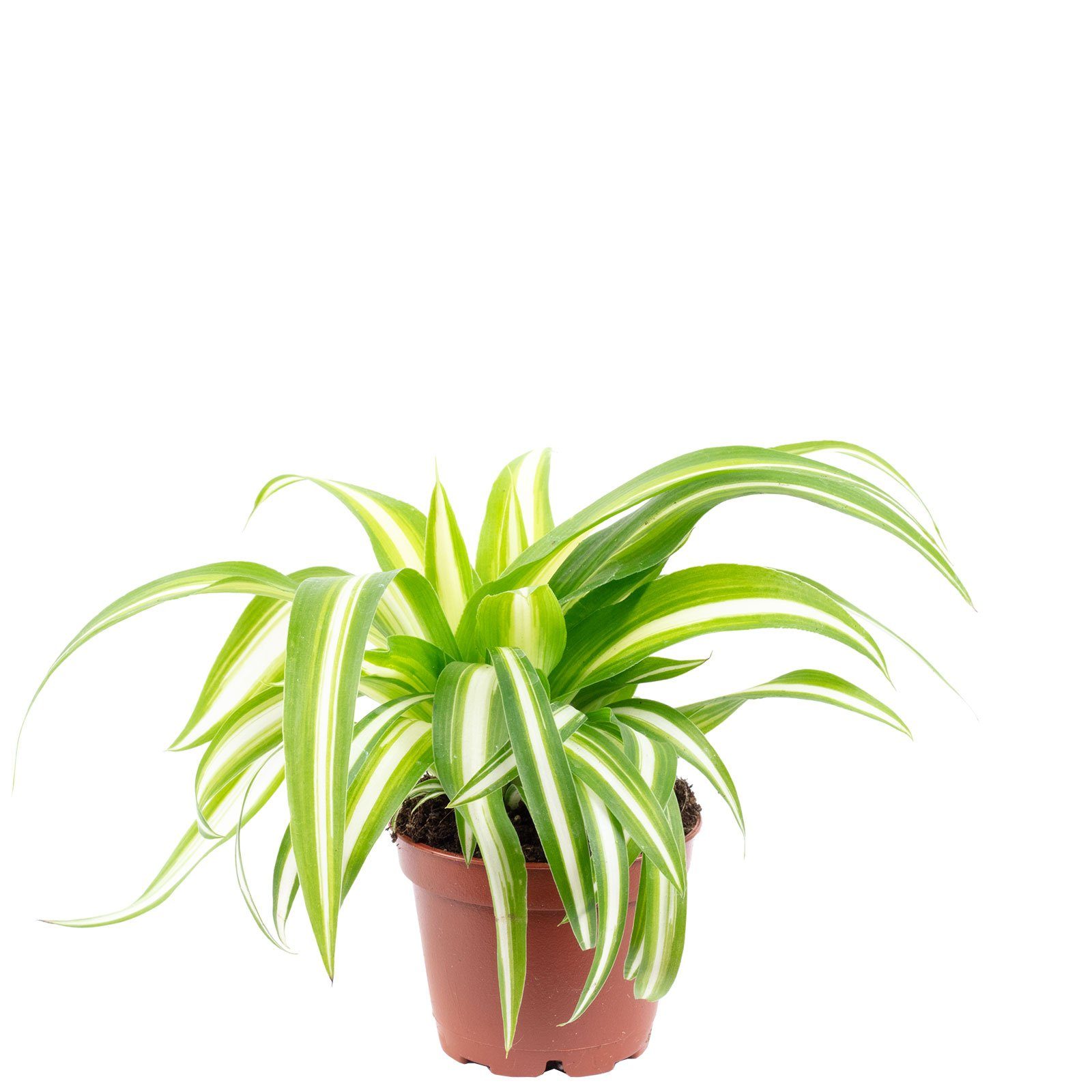 Flowerbox Zimmerpflanze Grünlilie - Chlorophytum Comosum Variegata, - Höhe günstig online kaufen