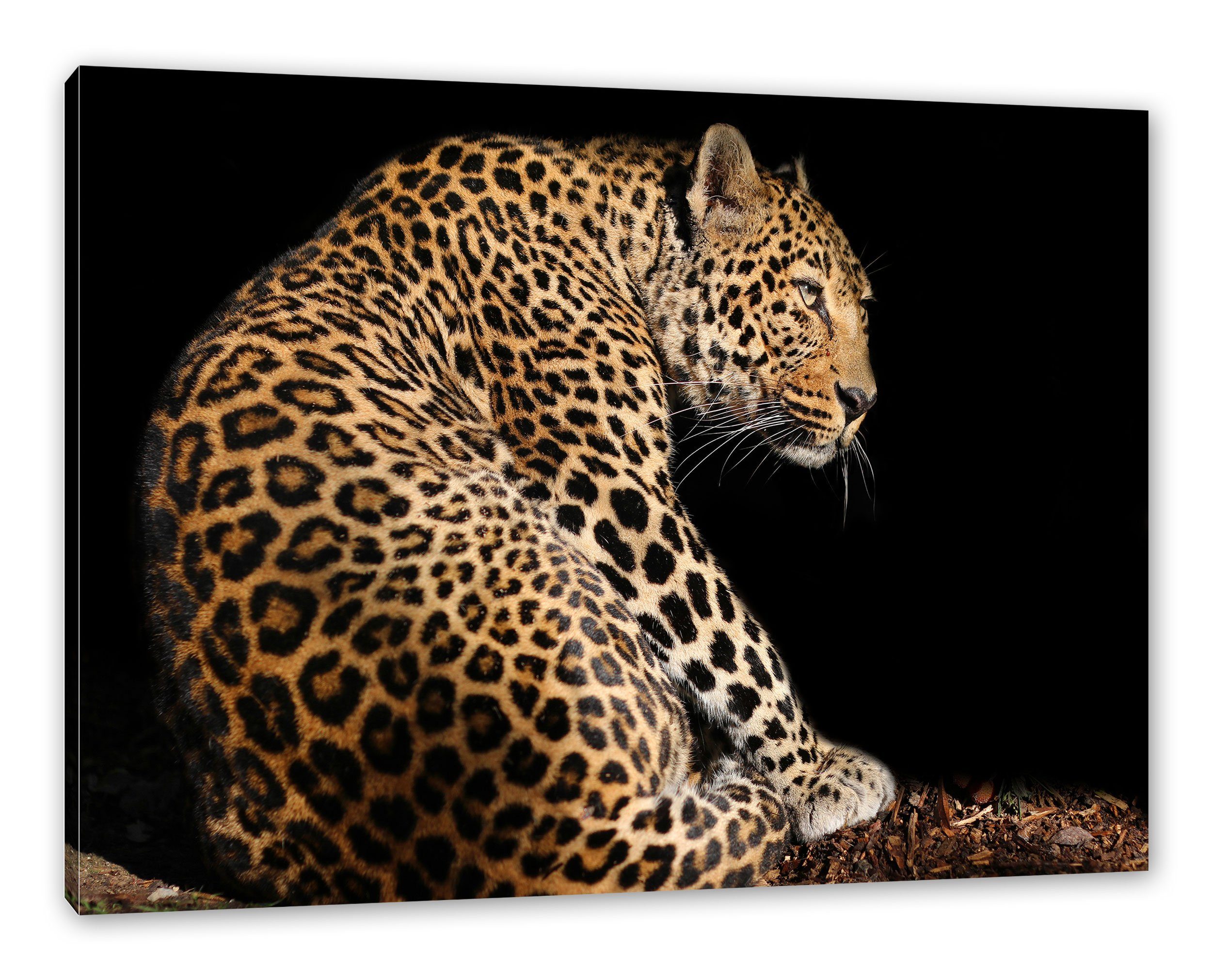 Pixxprint Leinwandbild fertig Zackenaufhänger Leinwandbild (1 Anmutiger St), inkl. Leopard bespannt, Anmutiger Leopard