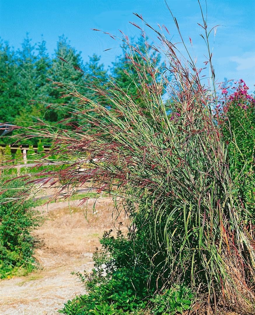 Pflanzen für Dich Травы Andropogon gerardii Präriesommer, 1 St., Präriegras, Bartgras, rotbraun, trockenheitsresistent