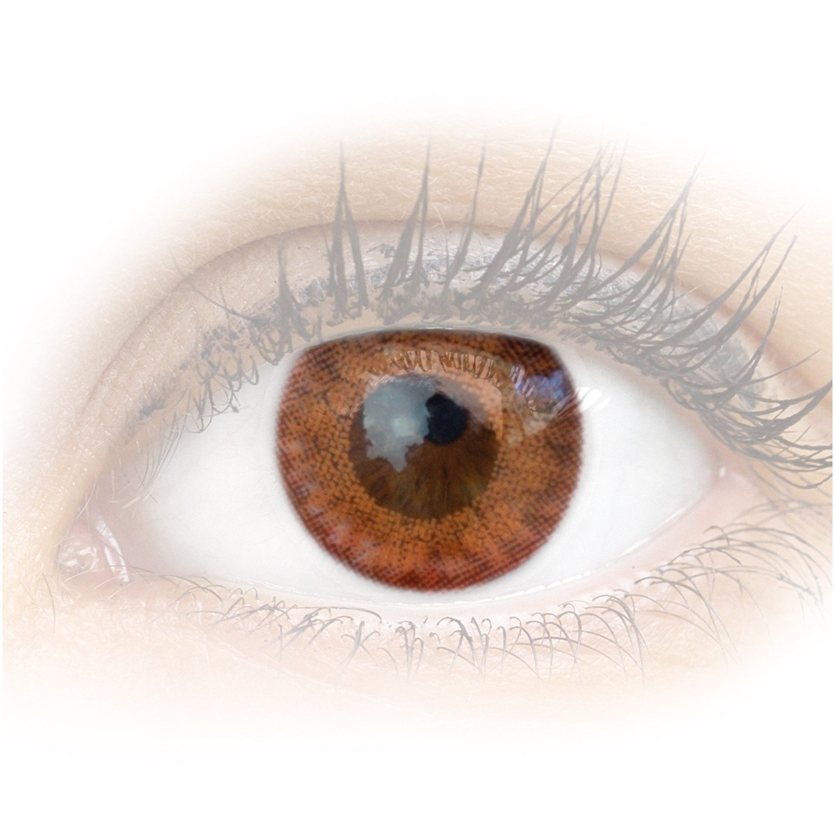 GLAMLENS Monatslinsen Sehr stark deckende und natürliche braune Linsen "Flora Pure Hazel"