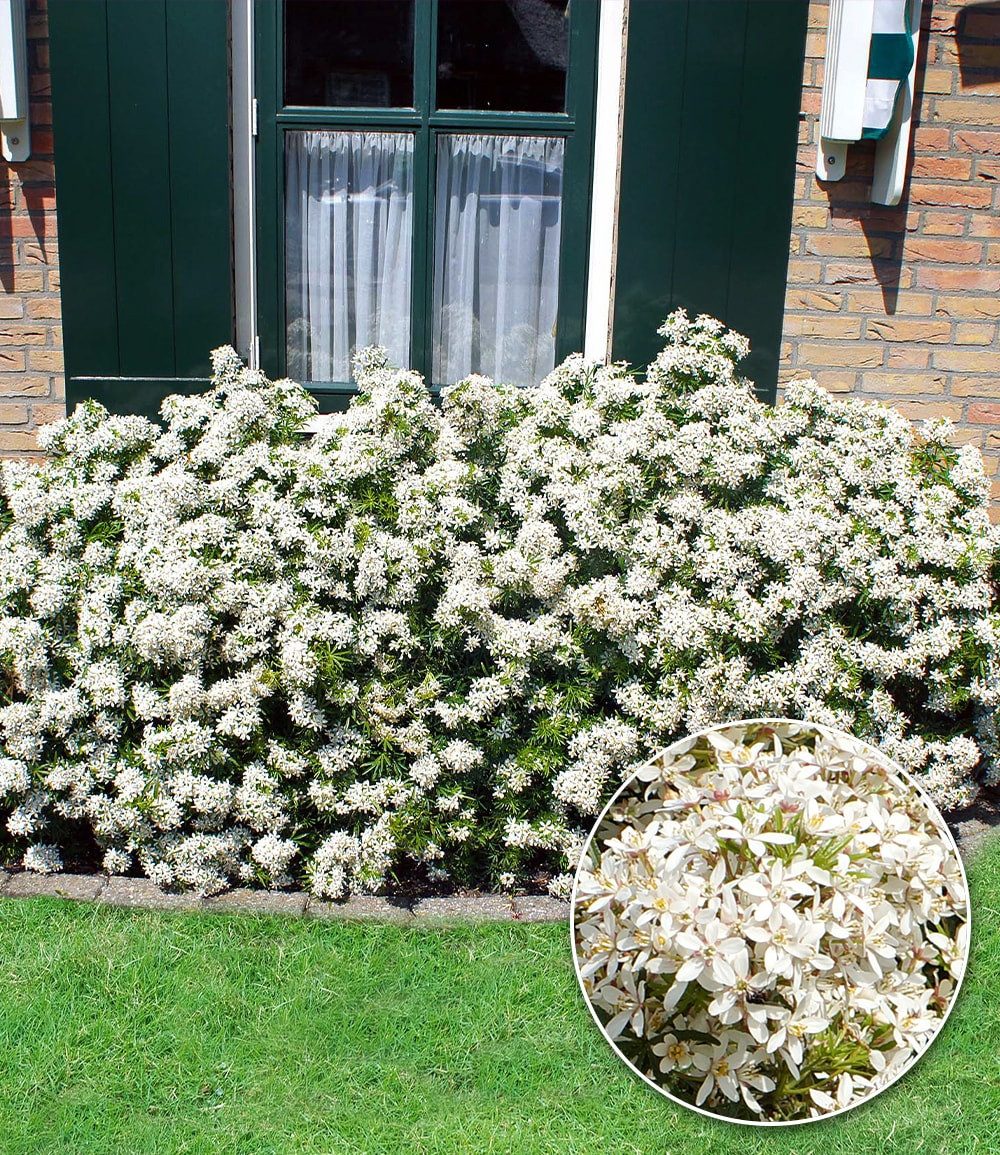 BALDUR Garten Zierstrauch Orangenblume 'White Dazzler®' im 2-Liter Containertopf, 1 St., Orangenblume,winterhart, starkduftend, robust