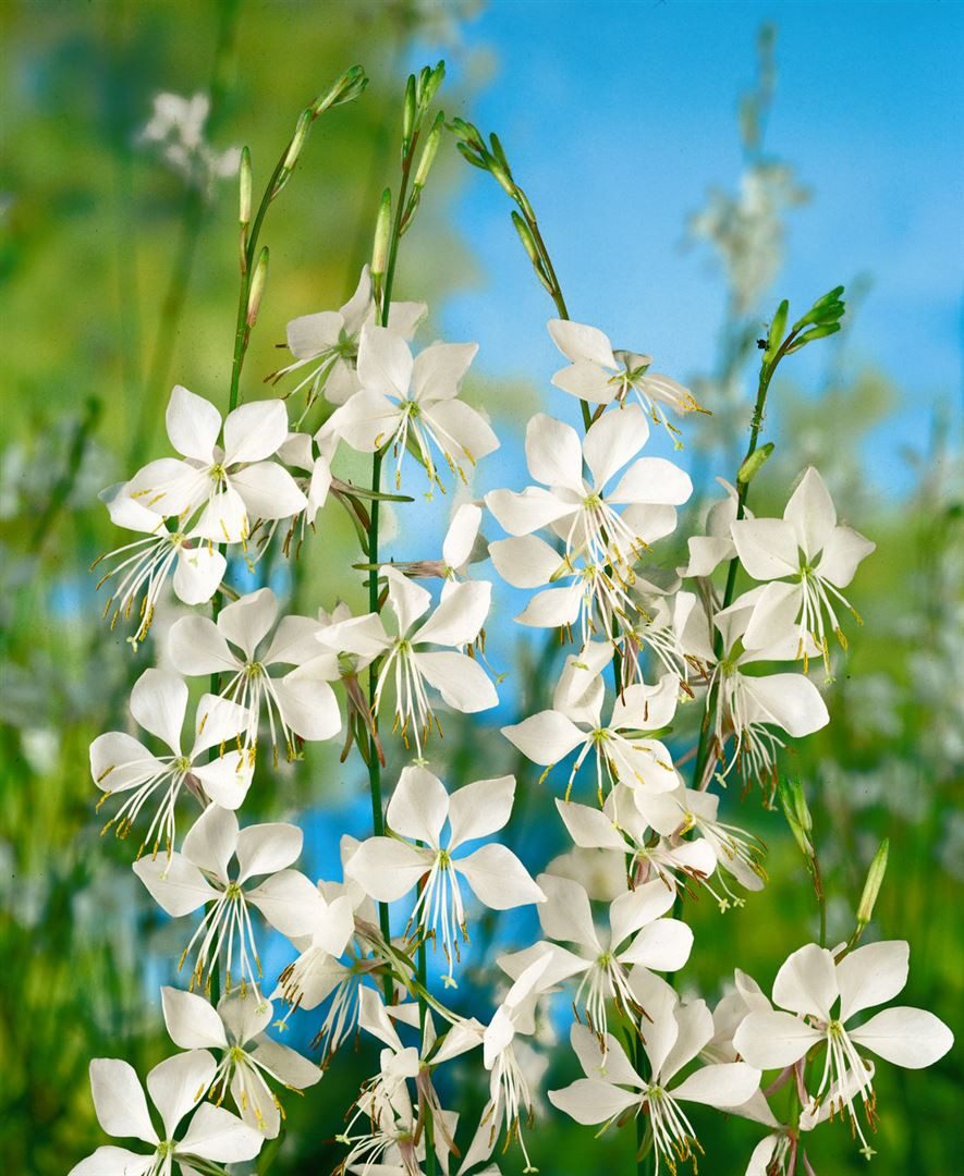 Pflanzen für Dich Staude Gaura lindheimerii weiß, 1 St., Prachtkerze, Präriekerze